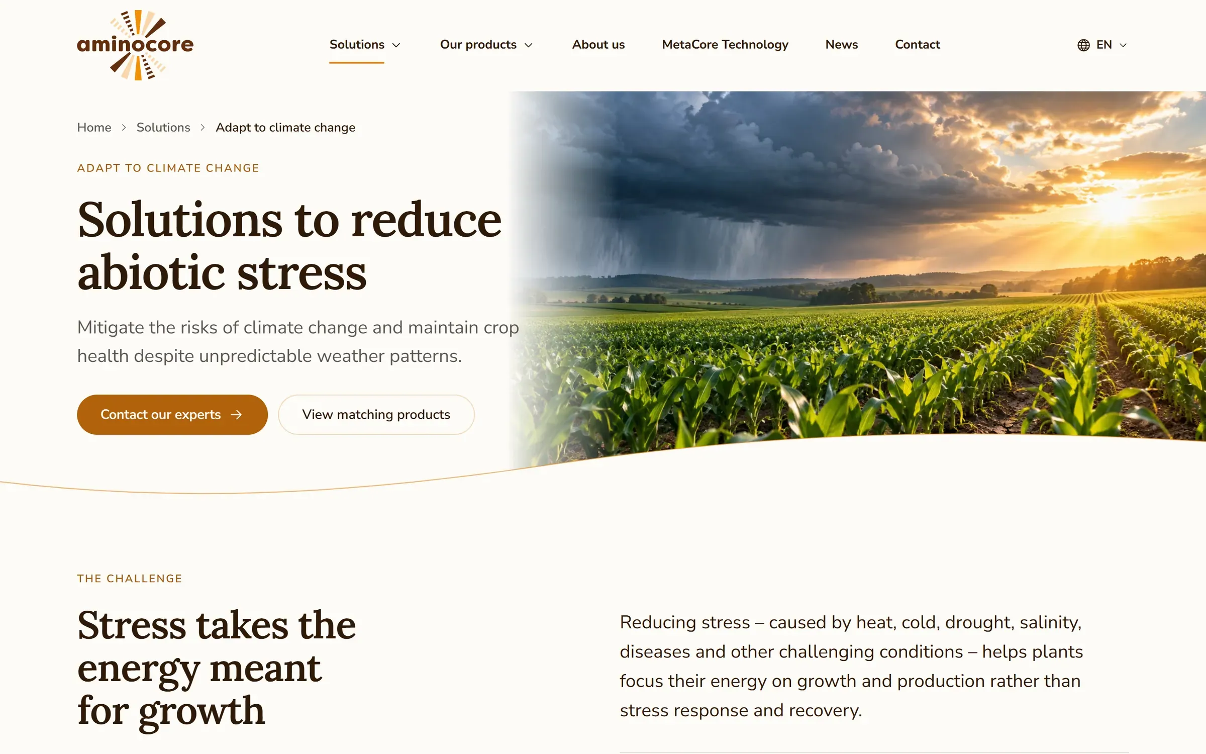 Pagina Adapt to climate change op aminocore.nl: "Solutions to reduce abiotic stress" naast een foto van een maisveld onder een onweerslucht